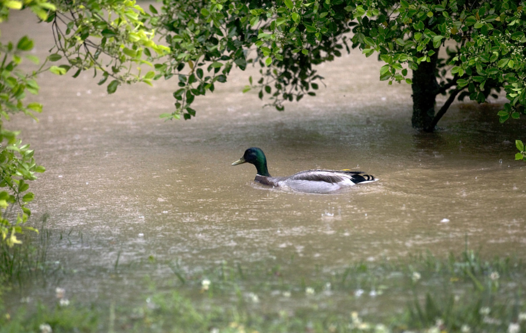 hr floodingSE 052120 p09